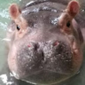 Meet your Posher, William